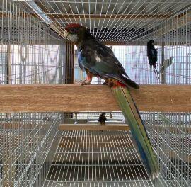 AVES EXÓTICAS