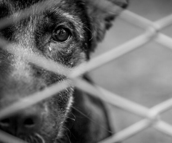 maus-tratos-animais-910x759-dogsolution-daycare-de-caes.jpg