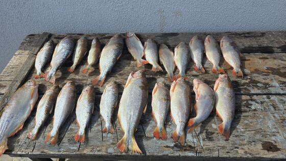 PEIXE