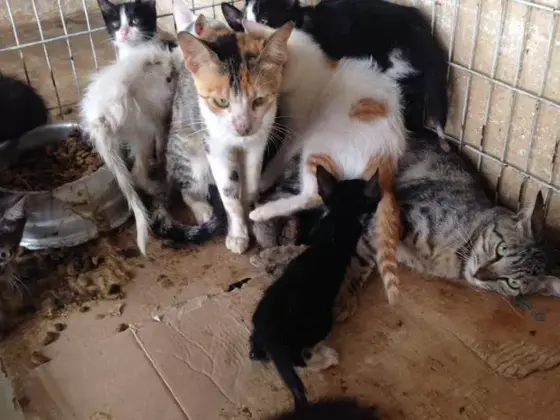 Gatos 