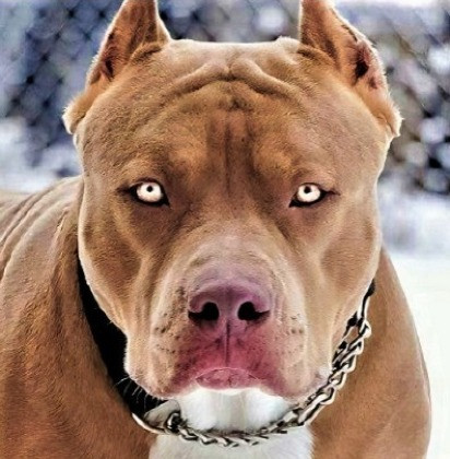 PITBULL CAPA